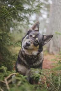 Lola, female young Mixed Breed for adoption at Hundstallet, Stockholm