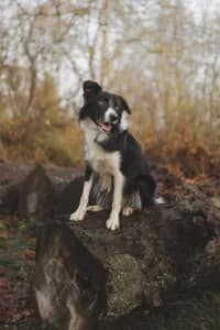 Ludde, Mixed Breed (Hundstallet)