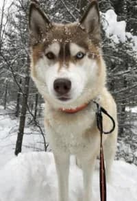 Lumi, female young Mixed Breed for adoption at Hundstallet, Stockholm