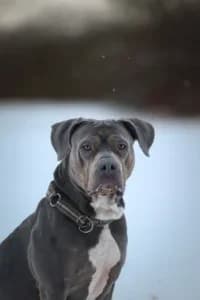 Minya, female young Mixed Breed for adoption at Hundstallet, Stockholm