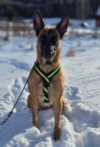 Mirja, female young Mixed Breed for adoption at Hundstallet, Stockholm