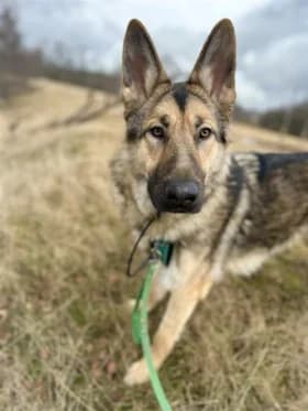 Plutten, female young Mixed Breed for adoption at Hundstallet, Stockholm