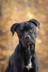 Polly, female young Mixed Breed for adoption at Hundstallet, Stockholm