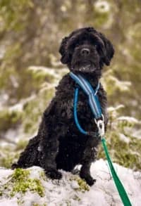 Ralph, female senior Mixed Breed for adoption at Hundstallet, Stockholm