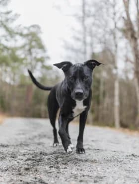 Rex, female young Mixed Breed for adoption at Hundstallet, Stockholm