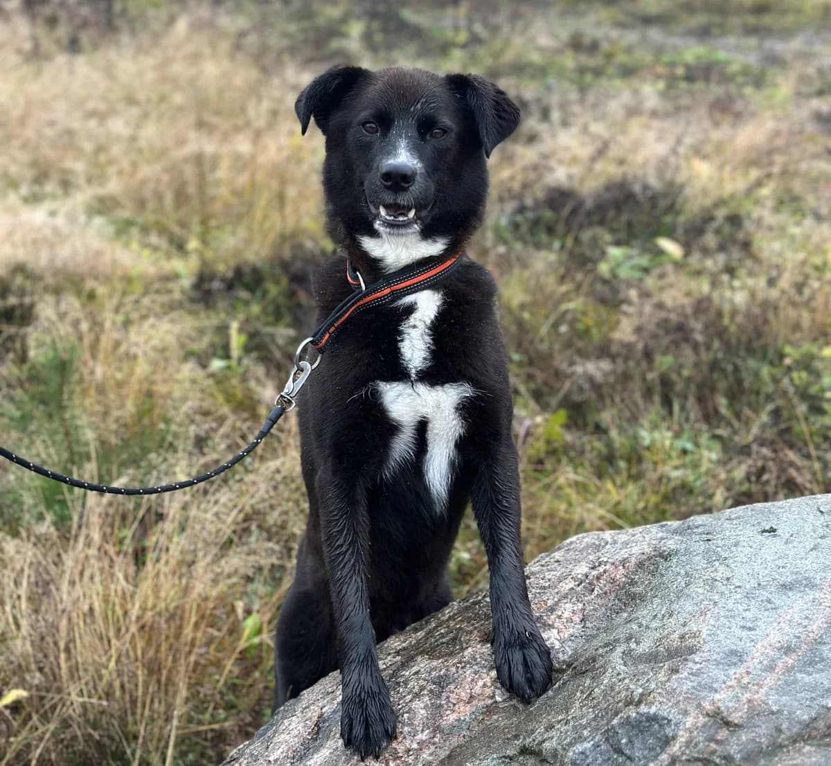 Kiko (25-200), gra male 5yo Mixed Breed for adoption at Amazing Friends, Säter