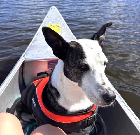 Elsa (25-403), female 7yo Mixed Breed for adoption at Amazing Friends, Säter