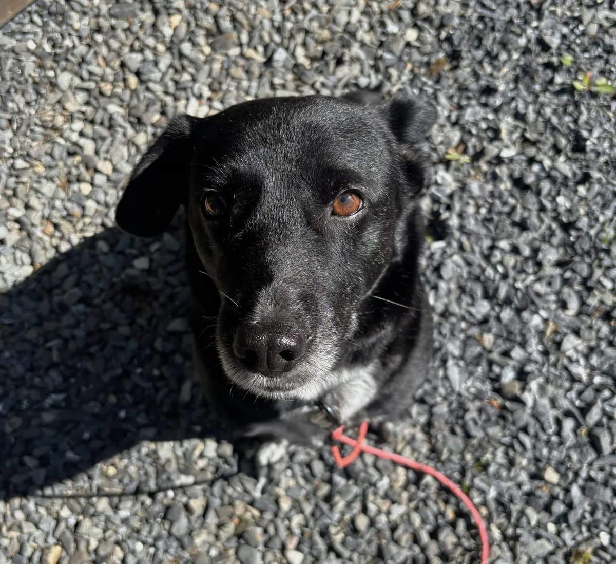 Massimo (26-040), male 3yo Mixed Breed for adoption at Amazing Friends, Säter