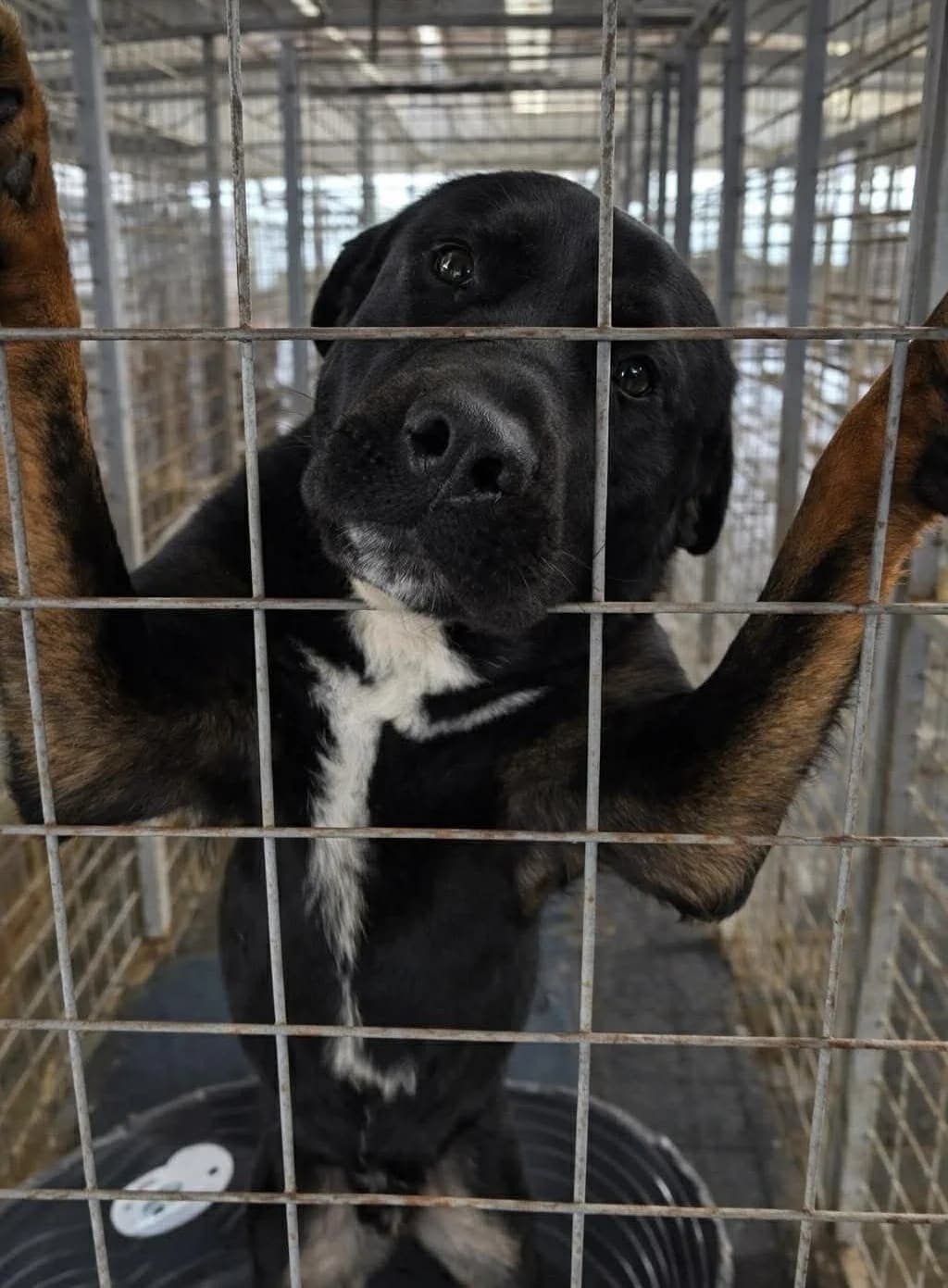 Brono (26-047), male 4yo Mixed Breed for adoption at Amazing Friends, Säter