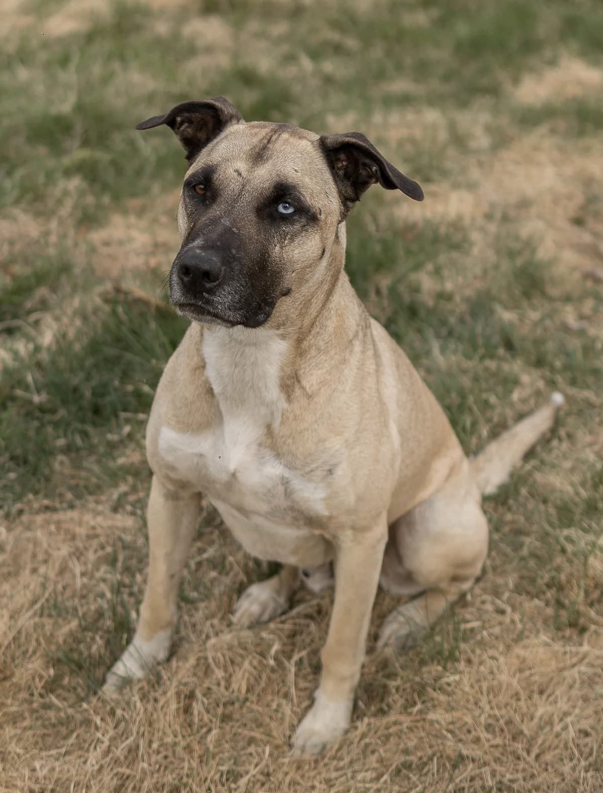 Jack (26-063), male senior Mixed Breed for adoption at Amazing Friends, Säter