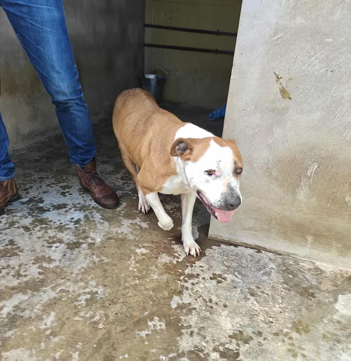 Minerva (26-075), female senior Mixed Breed for adoption at Amazing Friends, Säter