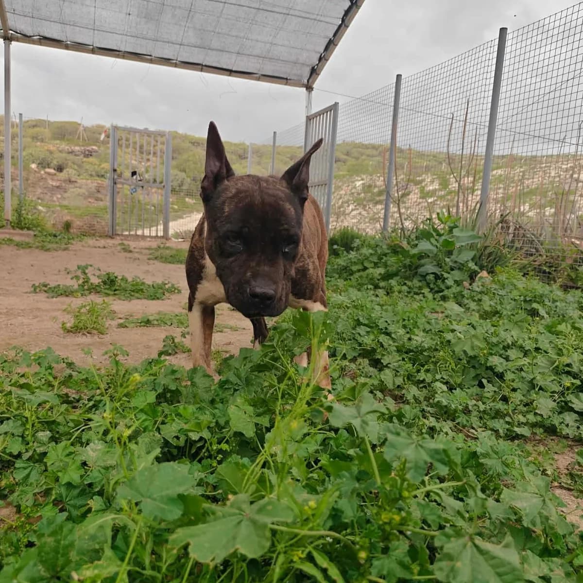 Chicka (26-076), female senior Mixed Breed for adoption at Amazing Friends, Säter
