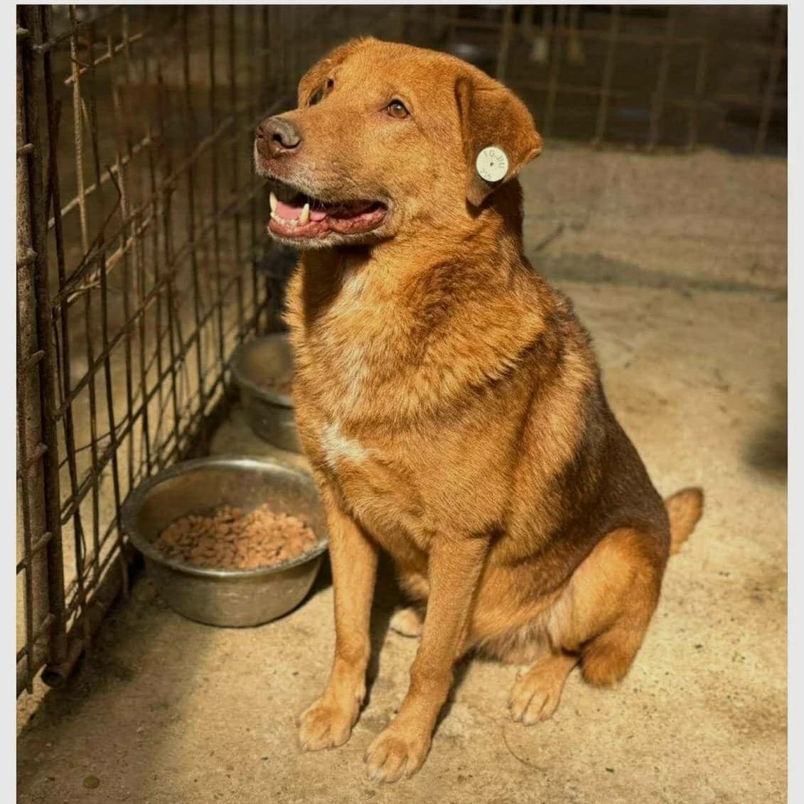 Chips (26-123), male 4yo Mixed Breed for adoption at Amazing Friends, Säter