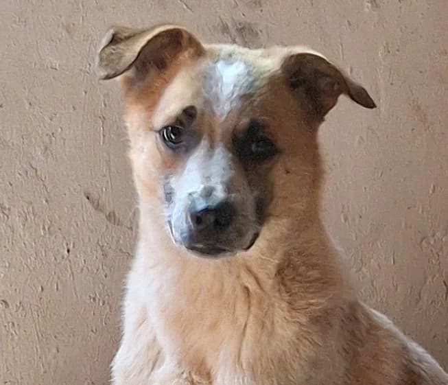 Thorben (26-135), male young Mixed Breed for adoption at Amazing Friends, Säter
