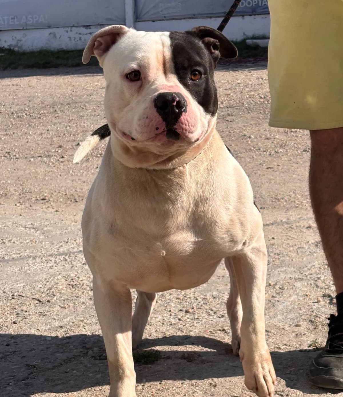 Bebeto (26-138), male 5yo Mixed Breed for adoption at Amazing Friends, Säter