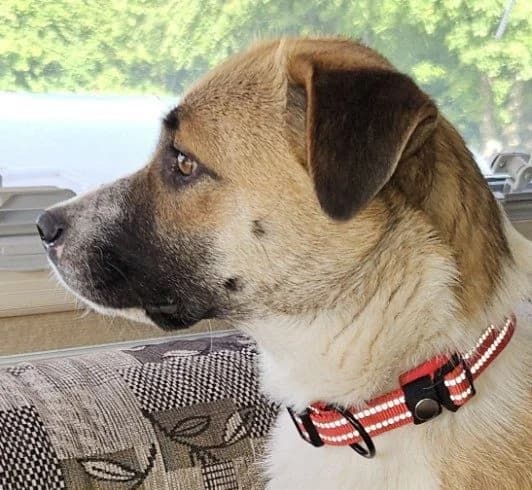 Zora (26-144), guld female young Mixed Breed for adoption at Amazing Friends, Säter