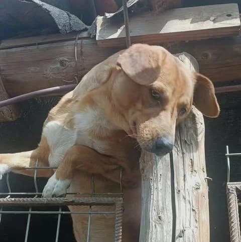 Labus (26-171), male young Mixed Breed for adoption at Amazing Friends, Säter