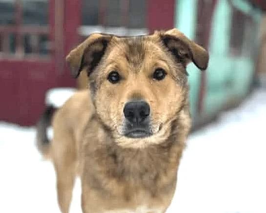 Street (26-174), male young Mixed Breed for adoption at Amazing Friends, Säter