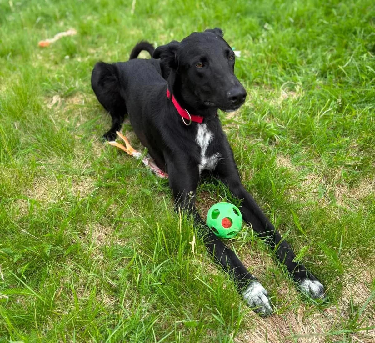 Agi (26-183), male young Mixed Breed for adoption at Amazing Friends, Säter