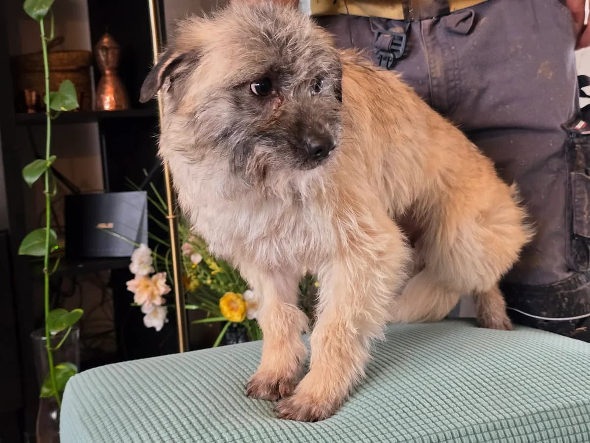 Cajsa (26-185), female young Mixed Breed for adoption at Amazing Friends, Säter