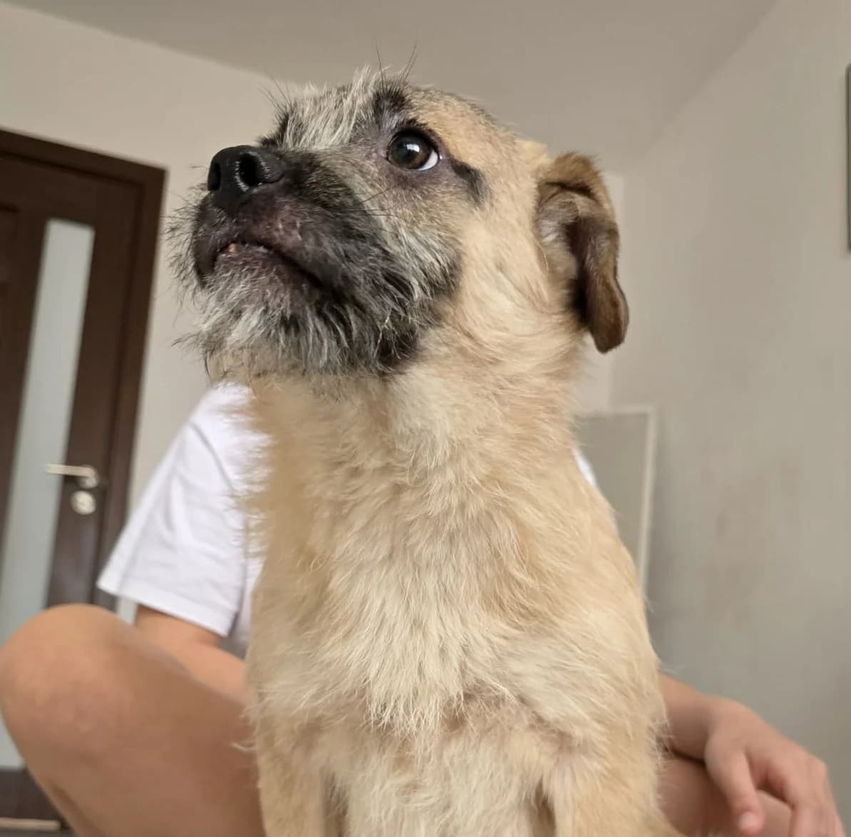Calle (26-186), male Mixed Breed for adoption at Amazing Friends, Säter