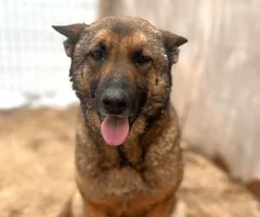 Octavia (26-193), female young Mixed Breed for adoption at Amazing Friends, Säter