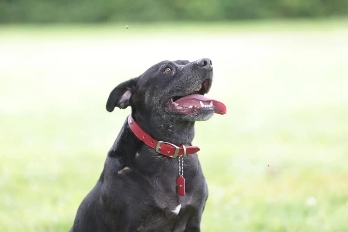 Leo (26-197), male 5yo Mixed Breed for adoption at Amazing Friends, Säter