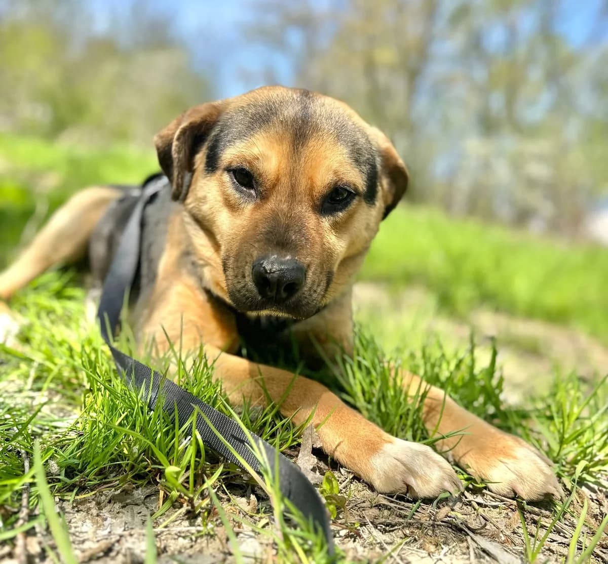 Sam (26-204), gra male young Mixed Breed for adoption at Amazing Friends, Säter
