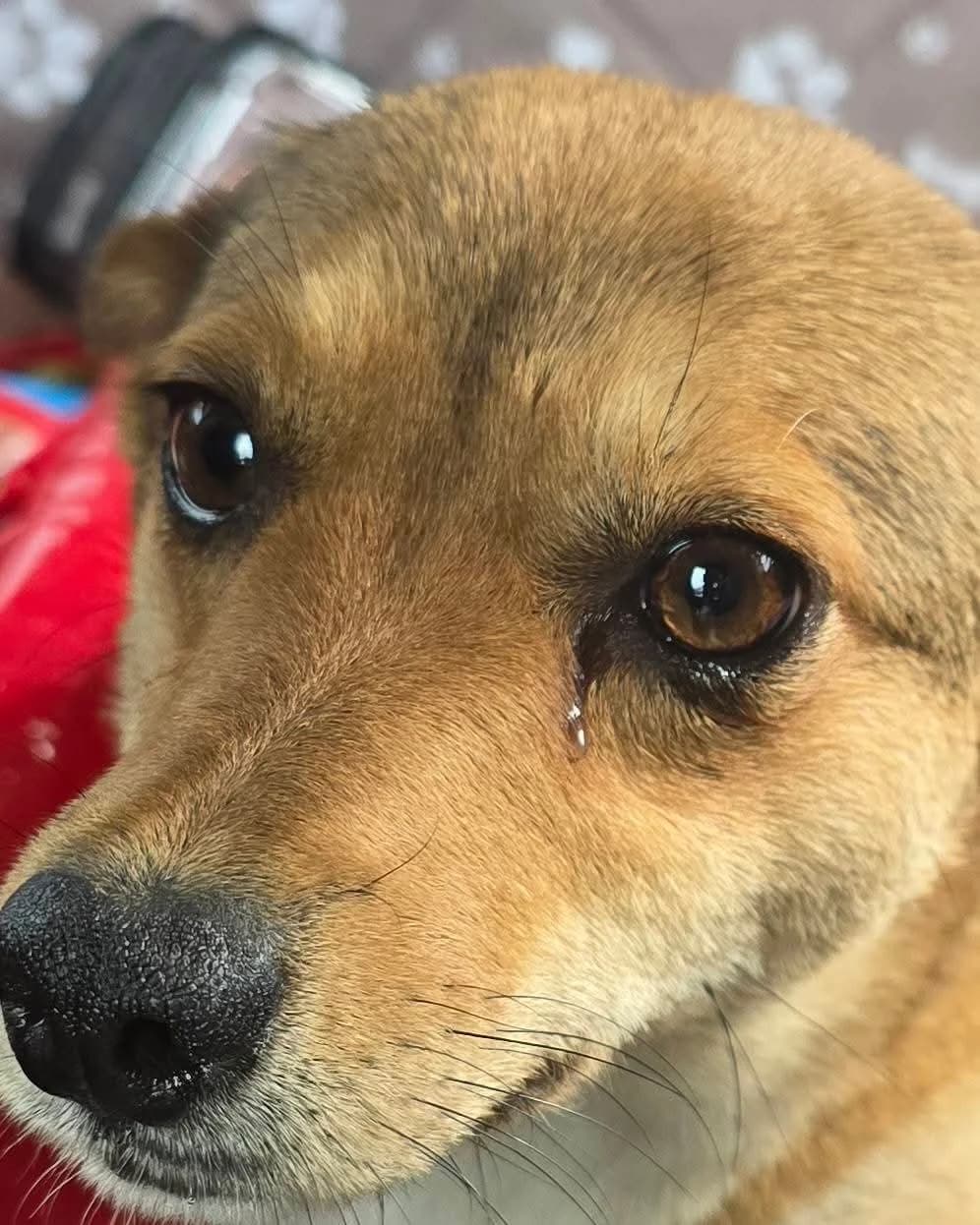 Charlotte (26-209), female young Mixed Breed for adoption at Amazing Friends, Säter