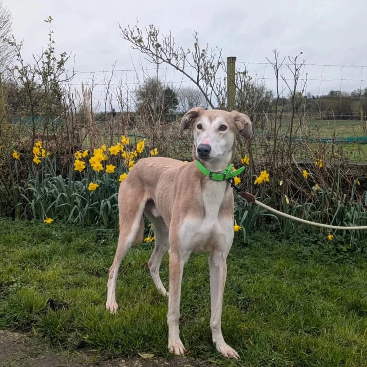 Fudge (26-221), male 3yo Mixed Breed for adoption at Amazing Friends, Säter