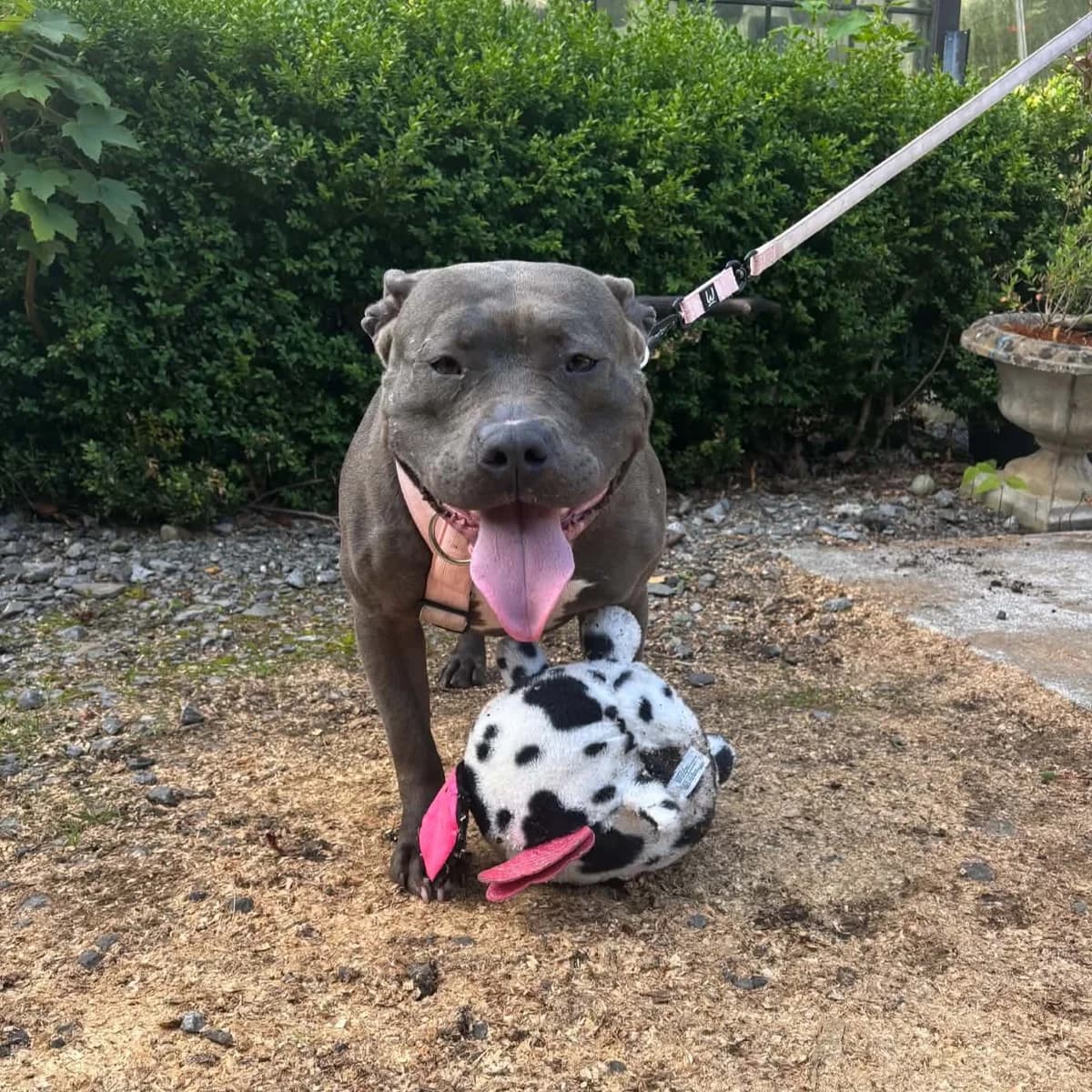 Tara (26-225), female 3yo Mixed Breed for adoption at Amazing Friends, Säter