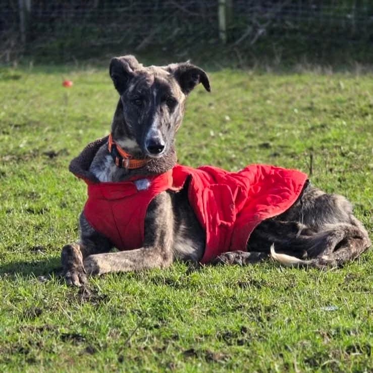 Sully (26-235), male young Mixed Breed for adoption at Amazing Friends, Säter