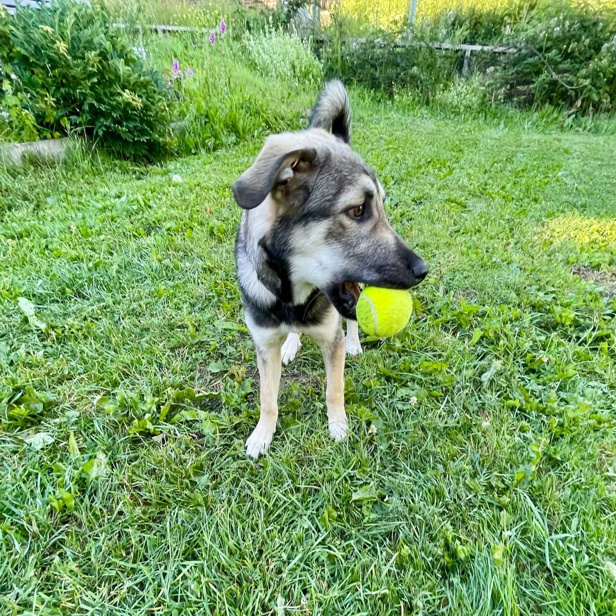 Mack (26-255), male puppy Mixed Breed for adoption at Amazing Friends, Säter