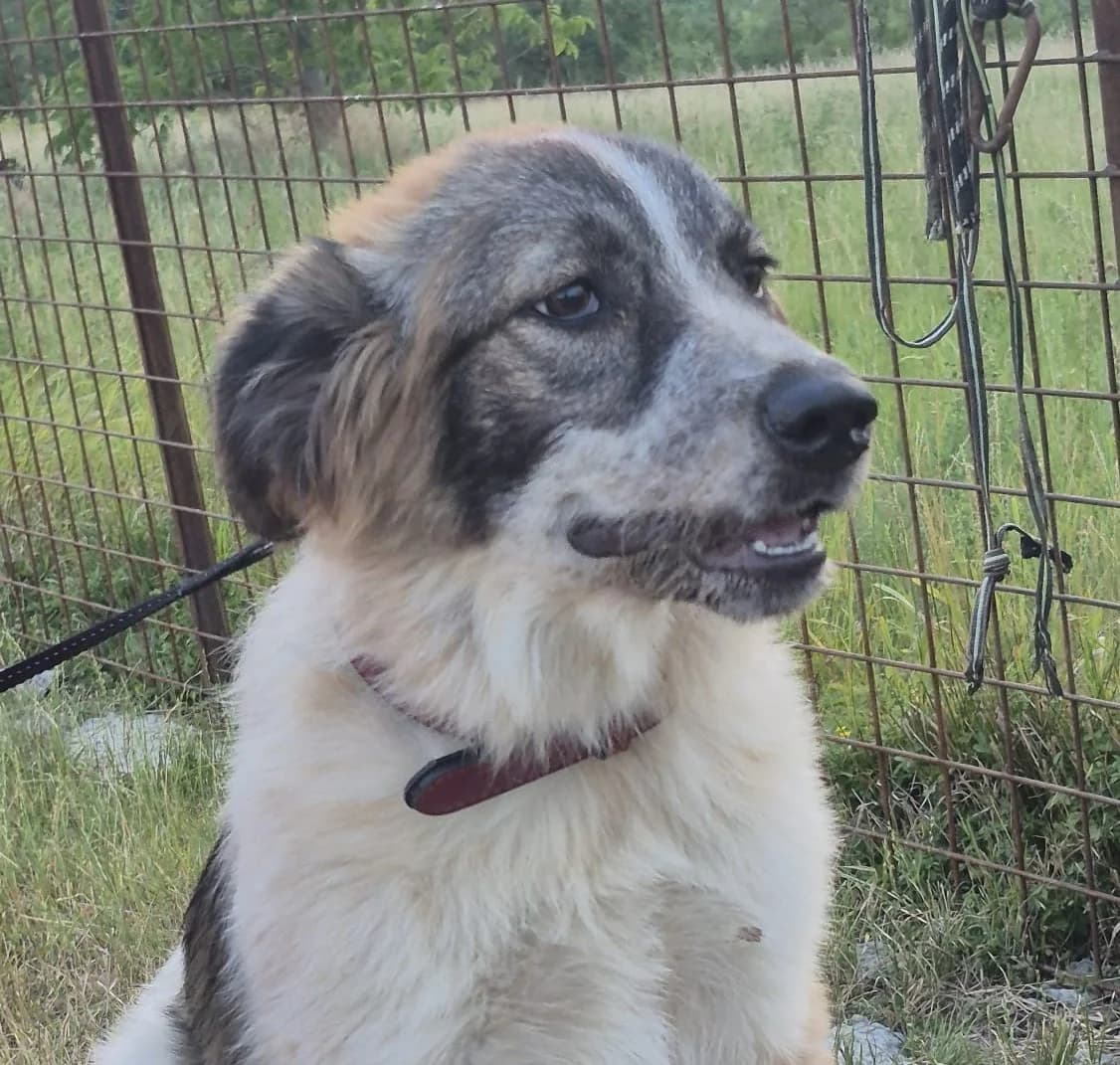 Forest (26-265), gra male Mixed Breed for adoption at Amazing Friends, Säter