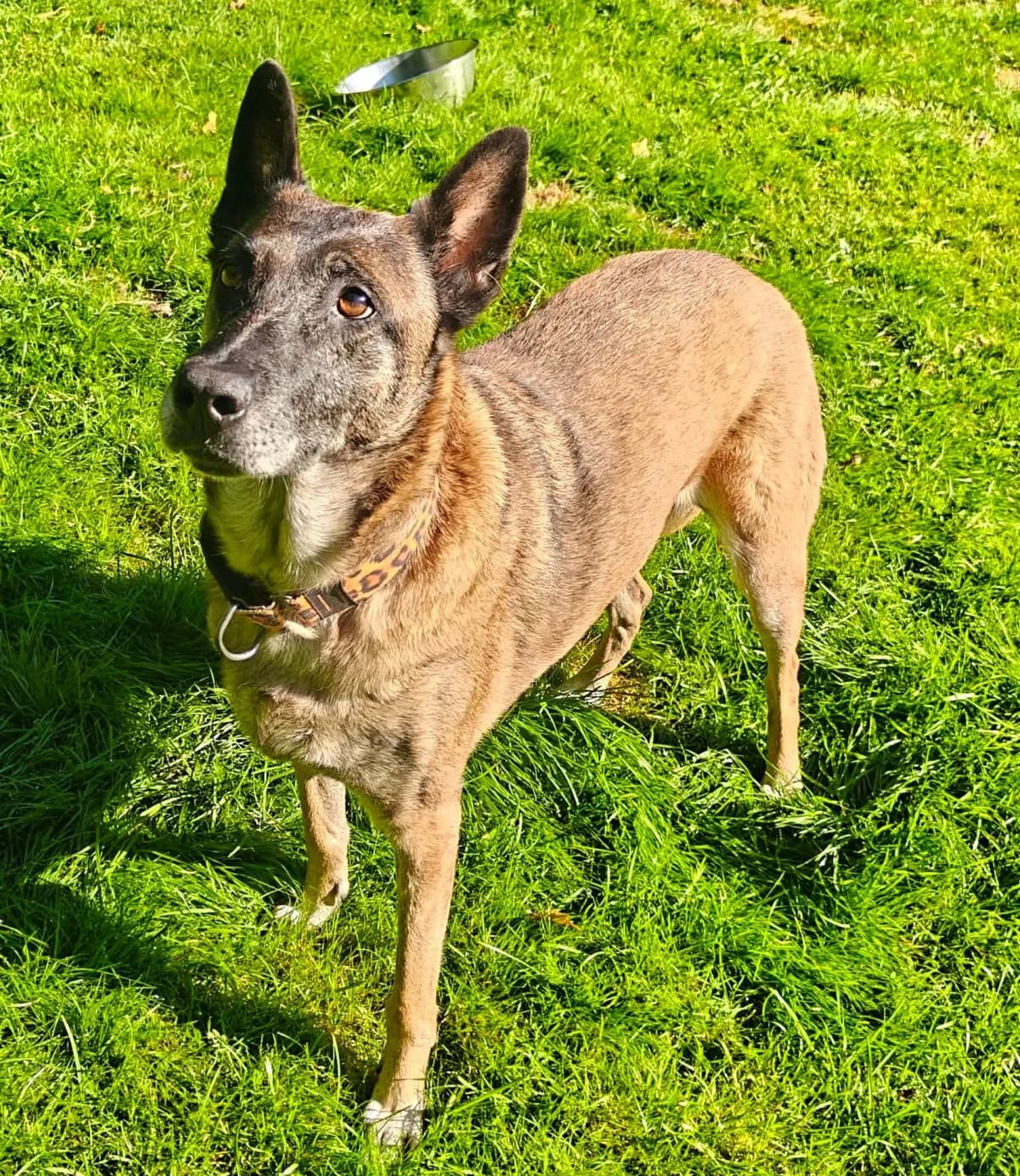 Lajka (26-290), female senior Mixed Breed for adoption at Amazing Friends, Säter