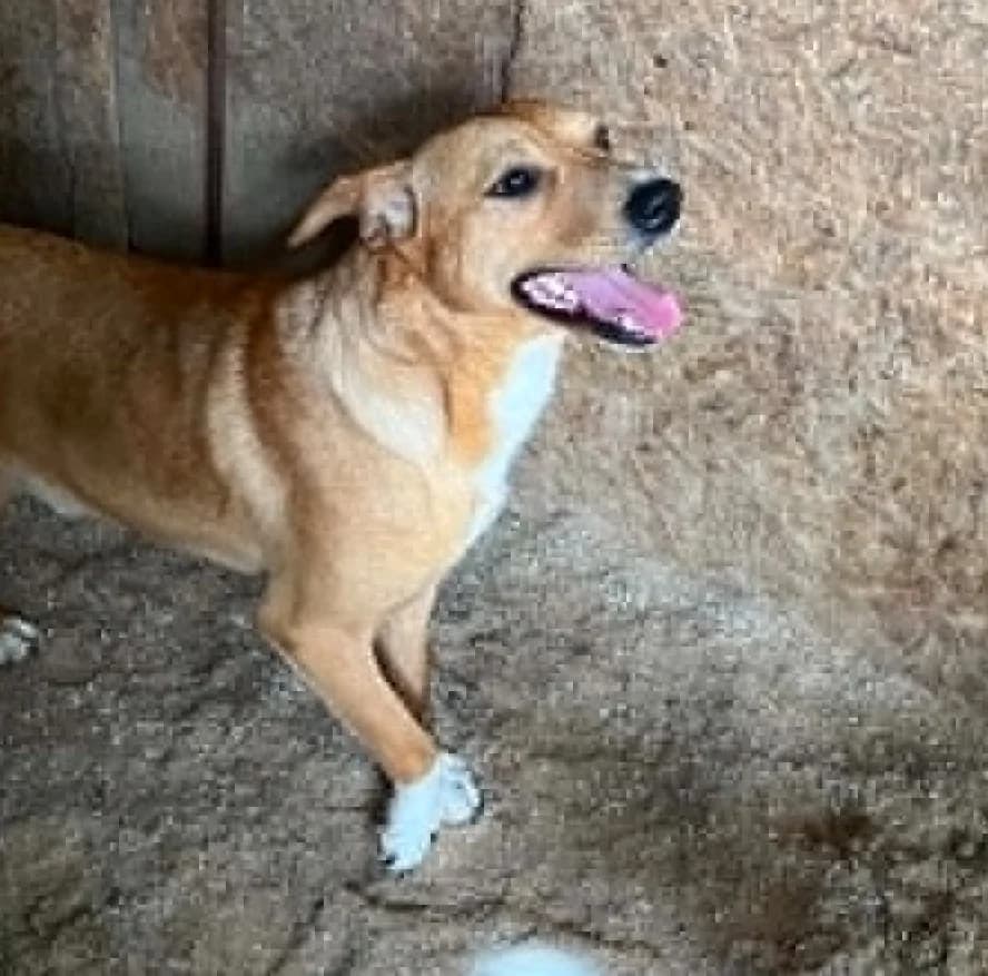 Mia (26-293), female Mixed Breed for adoption at Amazing Friends, Säter