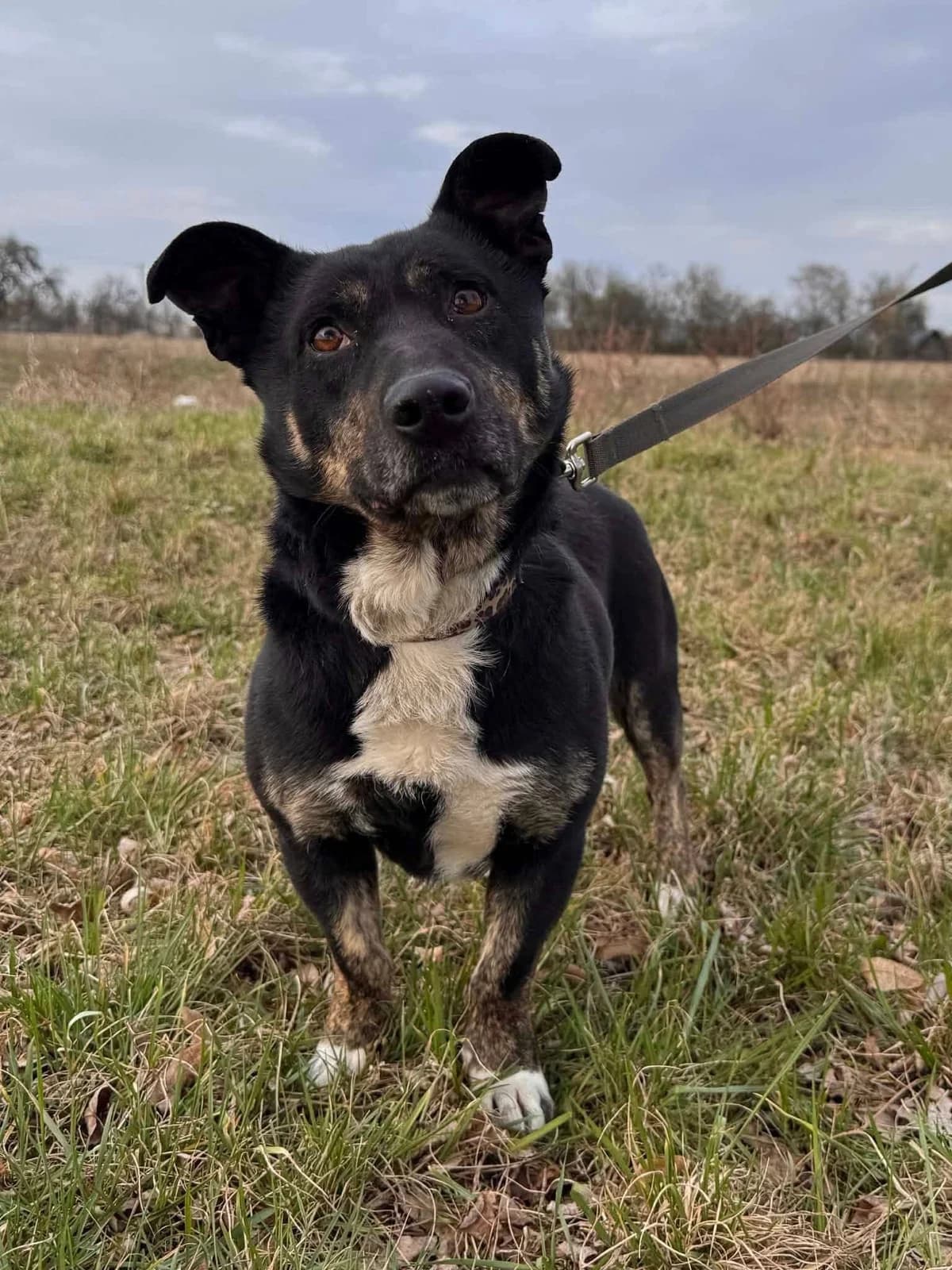 Gibson (26-299), male 5yo Mixed Breed for adoption at Amazing Friends, Säter
