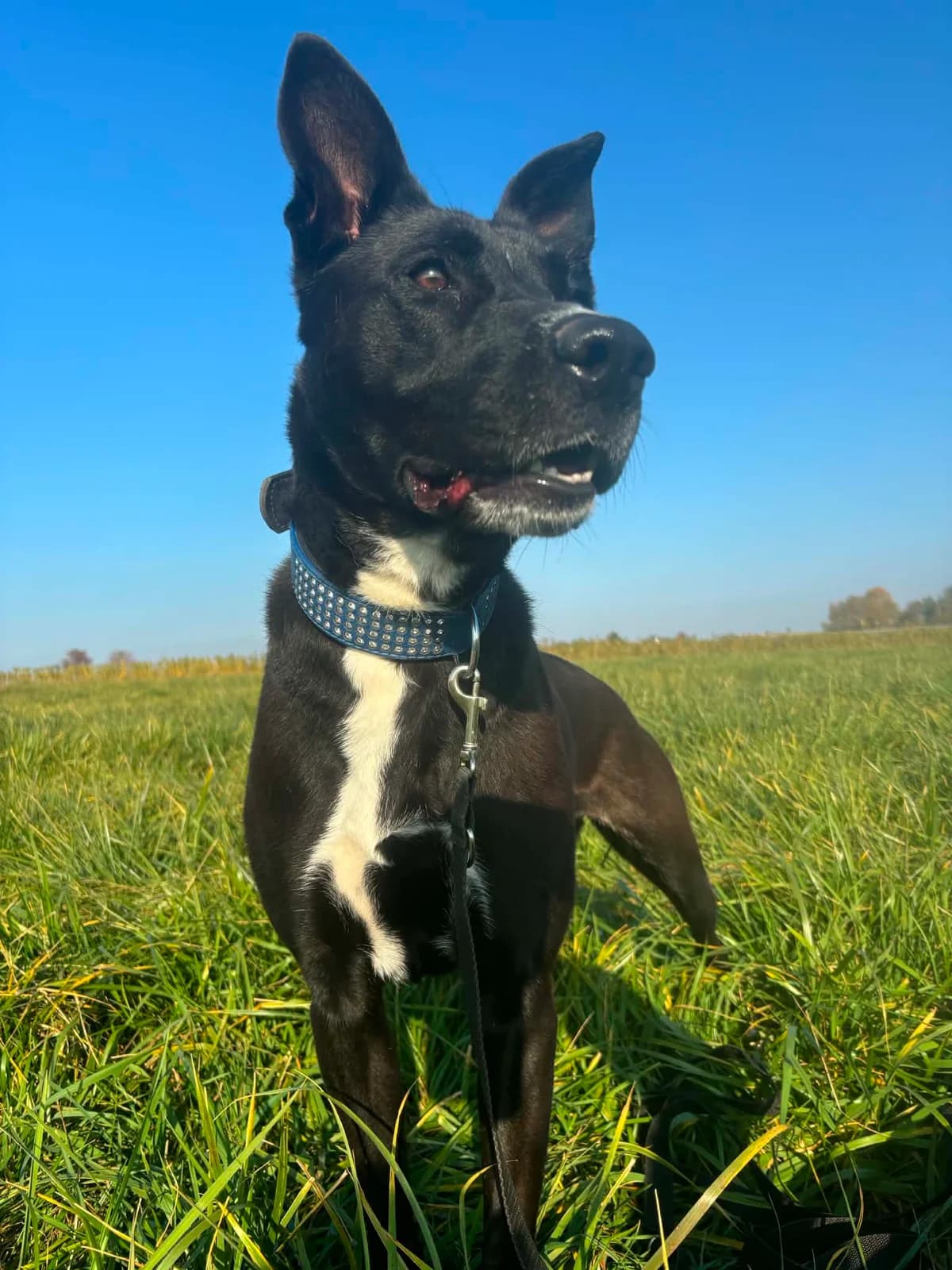 Lara (26-300), female 4yo Mixed Breed for adoption at Amazing Friends, Säter