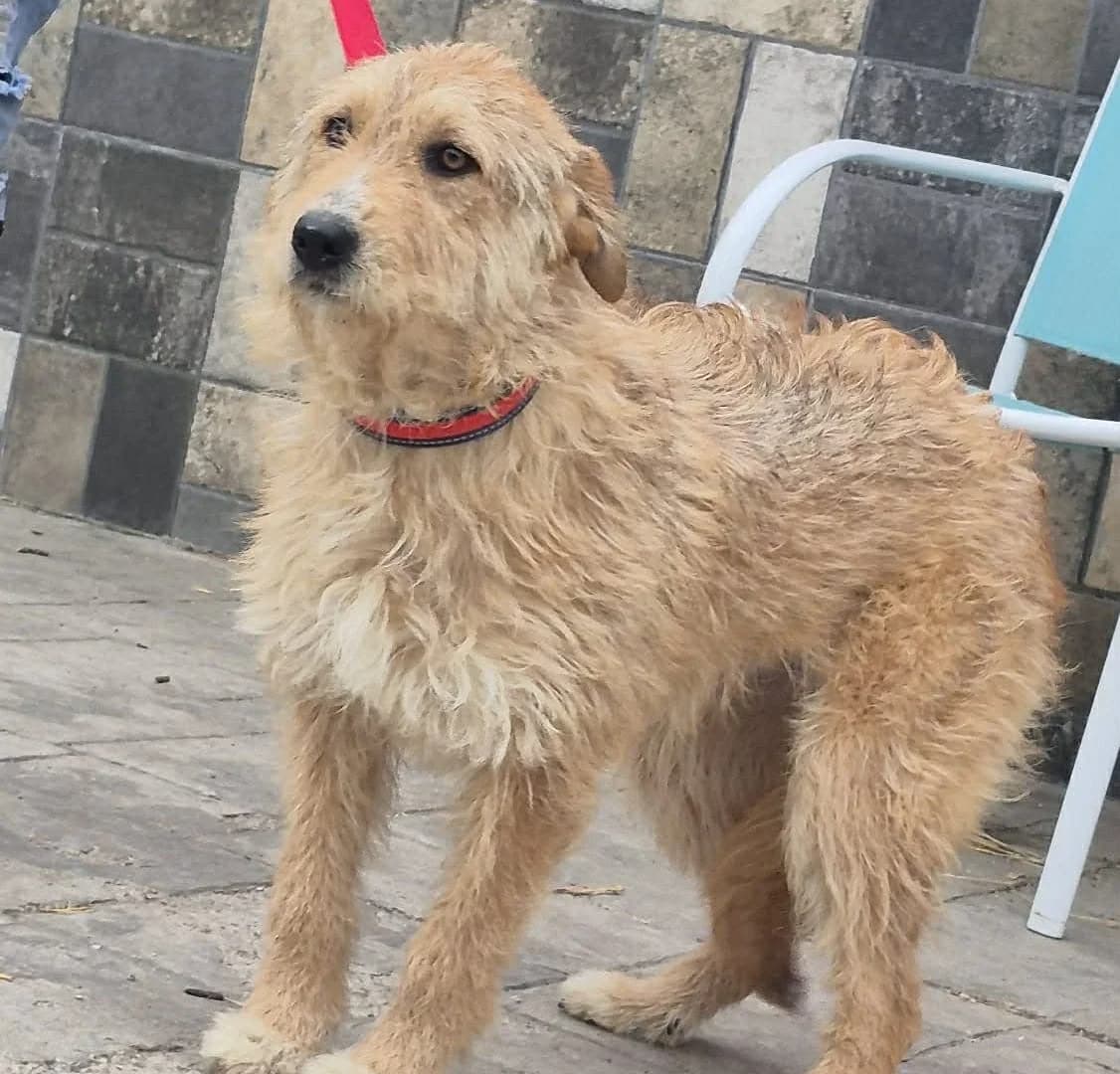 Shana (26-304), female young Mixed Breed for adoption at Amazing Friends, Säter