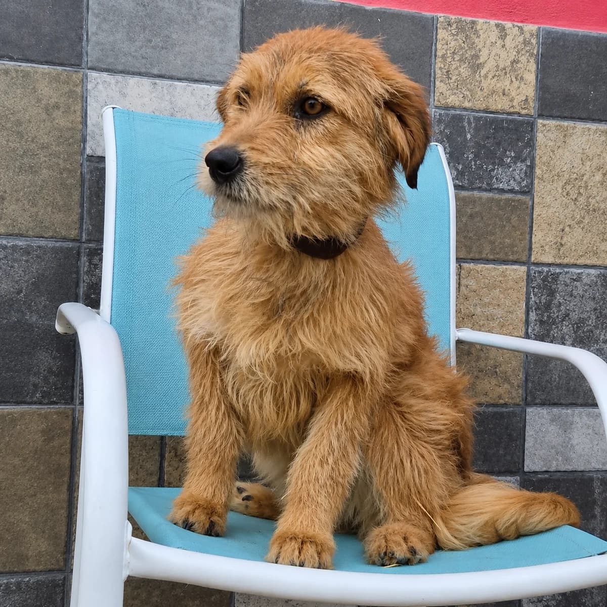 Tisa (26-305), female young Mixed Breed for adoption at Amazing Friends, Säter