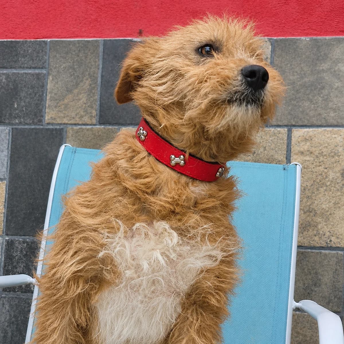 Leah (26-306), female young Mixed Breed for adoption at Amazing Friends, Säter