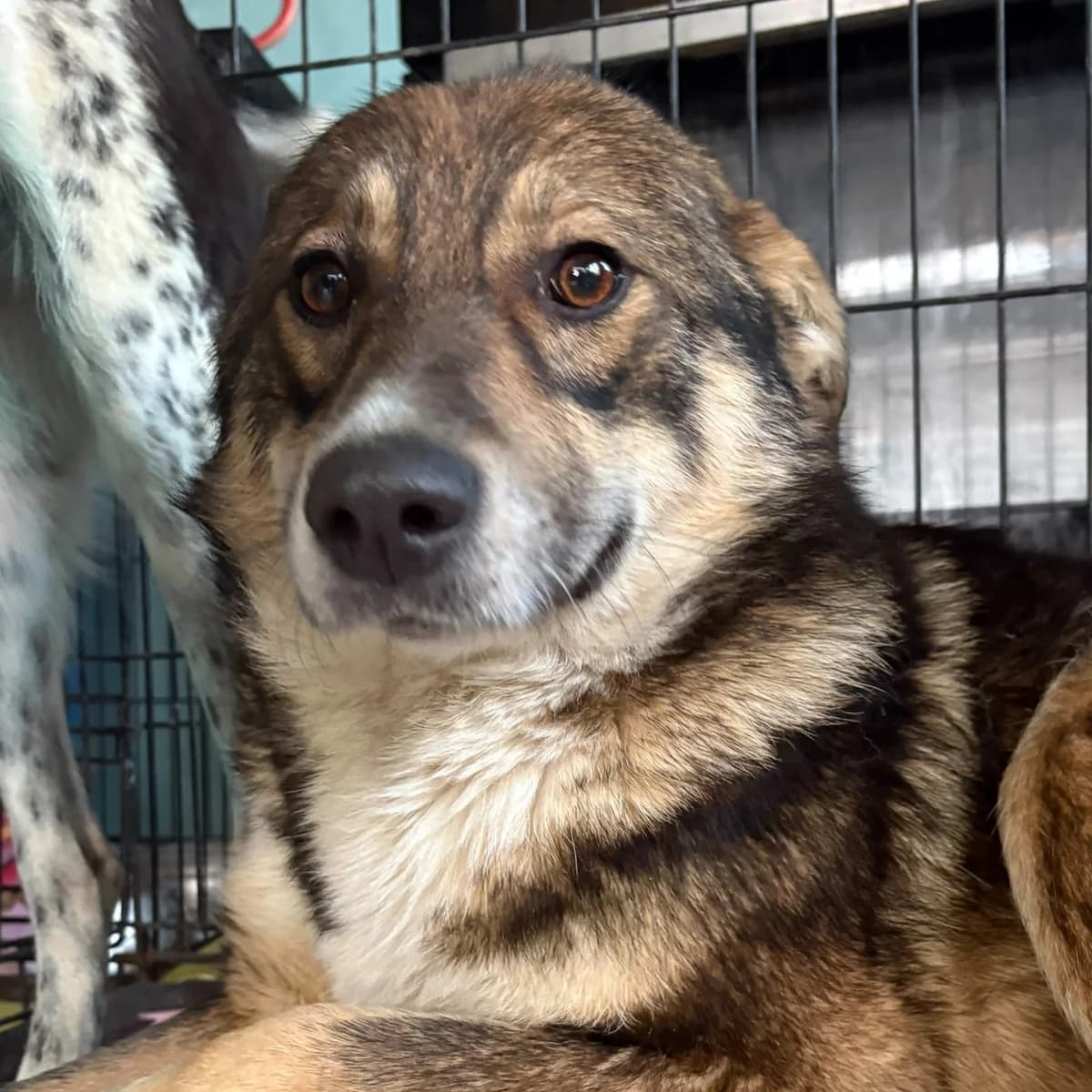Kaori (26-309), female young Mixed Breed for adoption at Amazing Friends, Säter