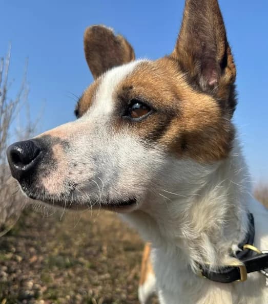 Texas (26-276), male 5yo Mixed Breed for adoption at Amazing Friends, Säter