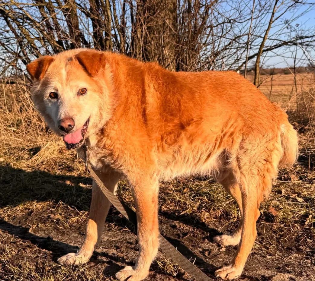 Barell (26-312), male senior Mixed Breed for adoption at Amazing Friends, Säter