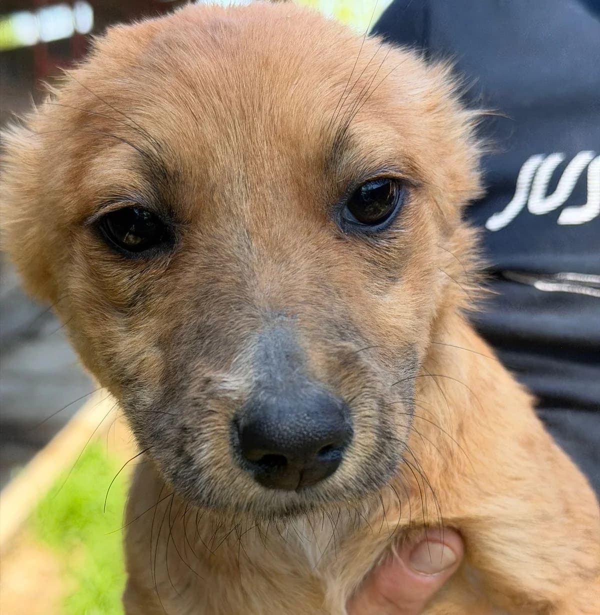 Grace (26-313), gra female puppy Mixed Breed for adoption at Amazing Friends, Säter