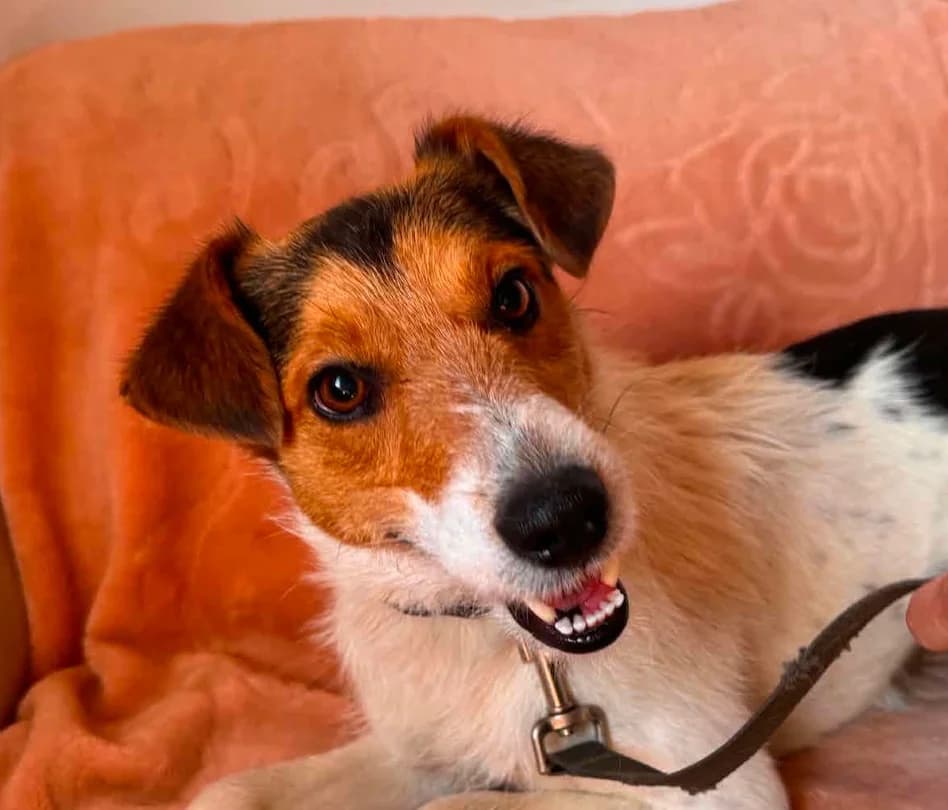 Mickey (26-309), male young Mixed Breed for adoption at Amazing Friends, Säter