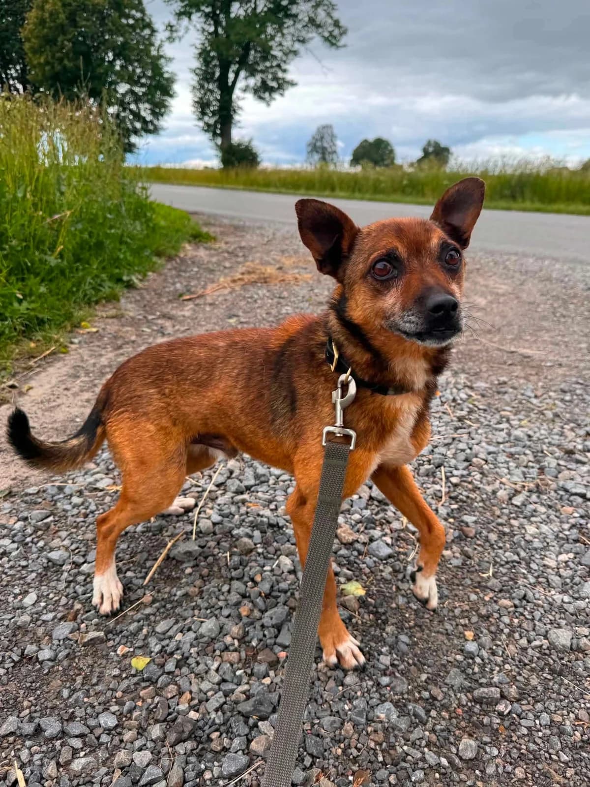 Sammie (26-310), male 7yo Mixed Breed for adoption at Amazing Friends, Säter