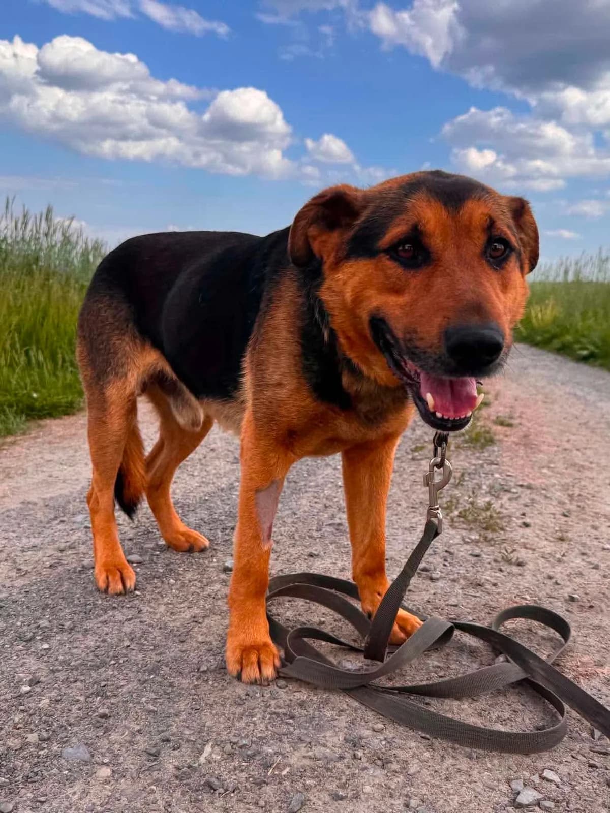 Janko (26-311), male 6yo Mixed Breed for adoption at Amazing Friends, Säter