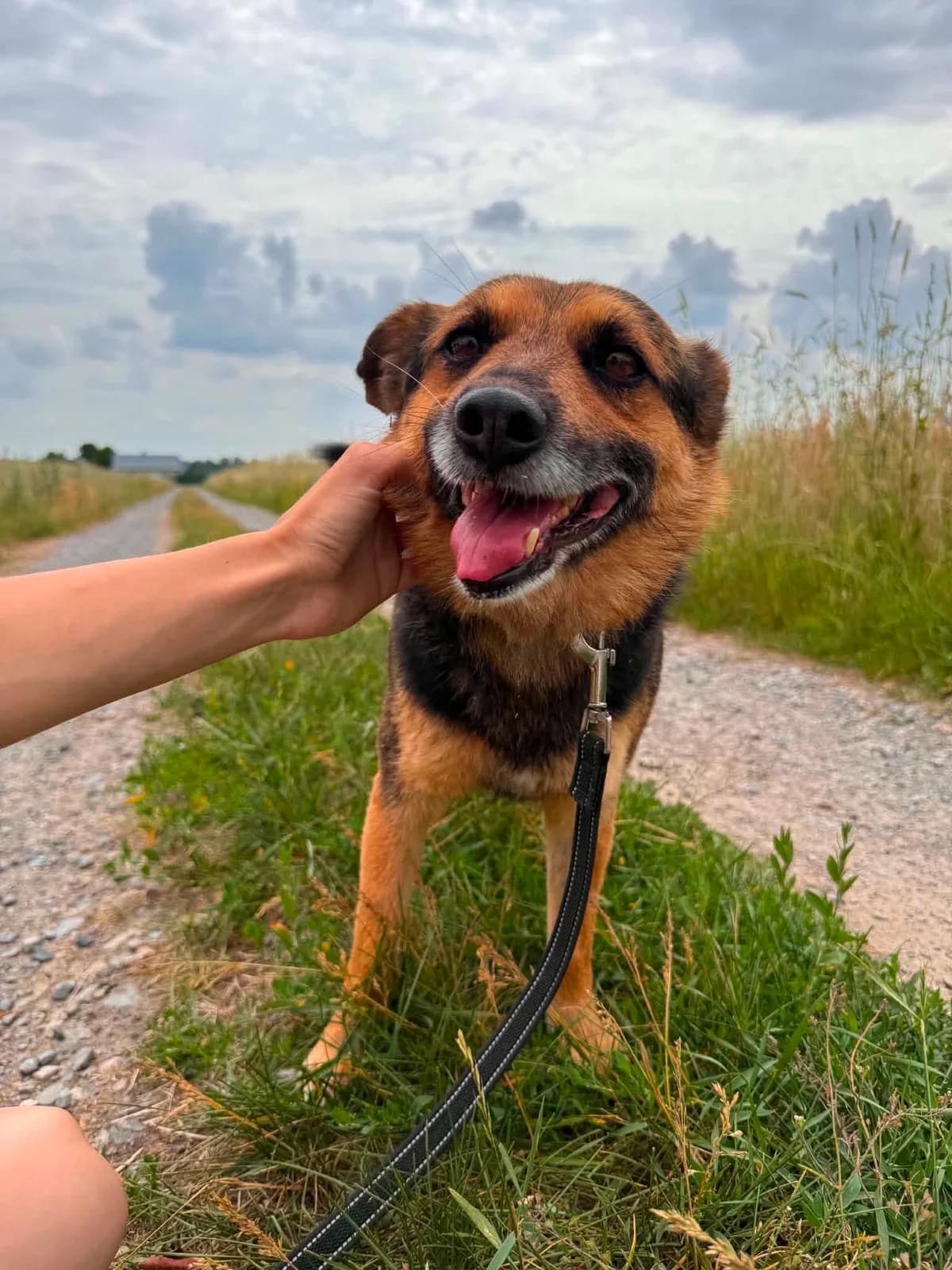 Dumle (26-319), gra male senior Mixed Breed for adoption at Amazing Friends, Säter