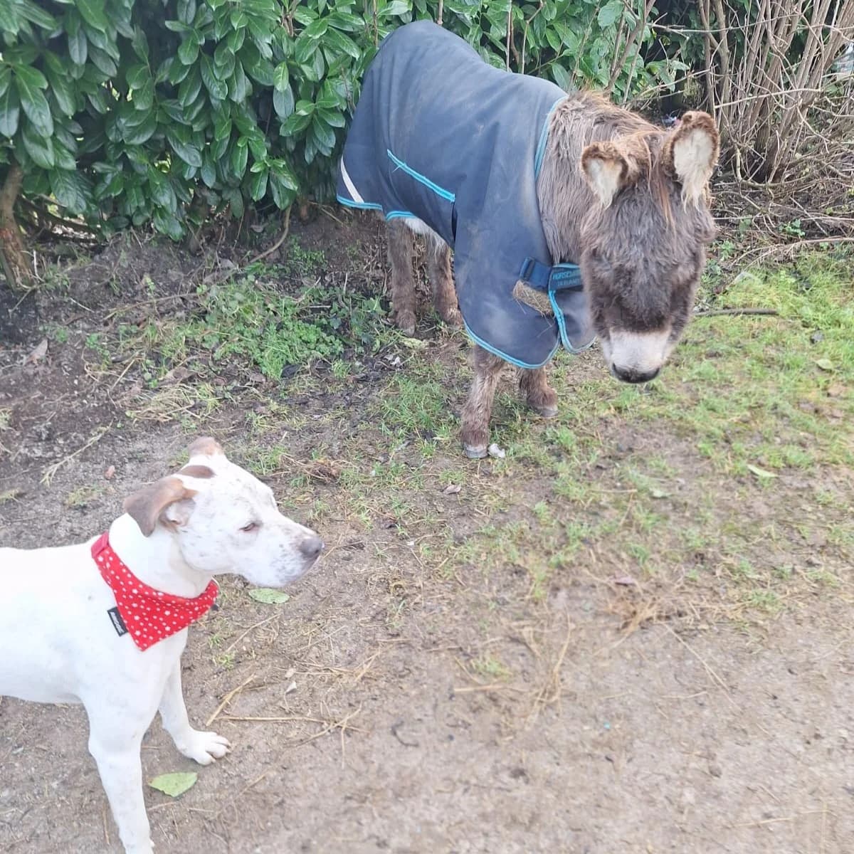 Dante (26-325), male young Mixed Breed for adoption at Amazing Friends, Säter
